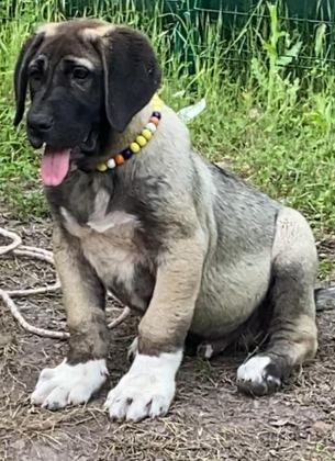 KANGAL KÖPEĞİMİZİ SAHİPLENDİRİYORUZ