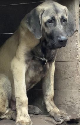 KÖPEKLERİ SAHİPLENDİRİYORUZ