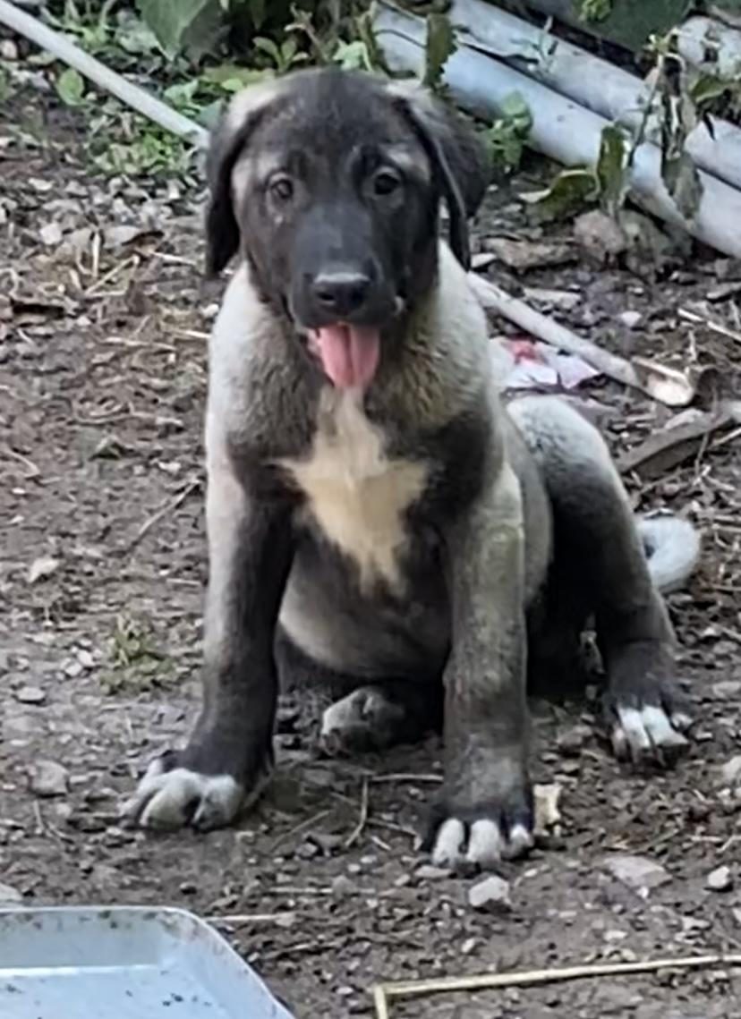 KÖPEĞİMİZİ SAHİPLENDİRİYORUZ