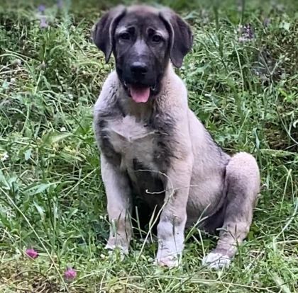KANGAL KÖPEĞİMİZİ SAHİPLENDİRİYORUZ