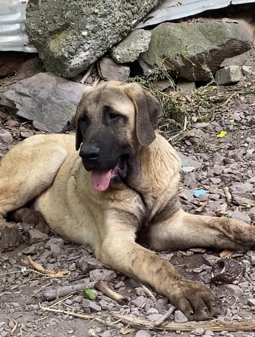 KÖPEKLERİ SAHİPLENDİRİYORUZ
