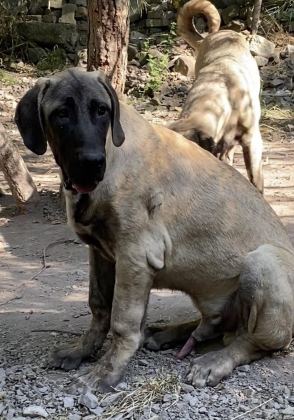 KÖPEKLERİ SAHİPLENDİRİYORUZ