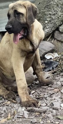 KÖPEKLERİ SAHİPLENDİRİYORUZ