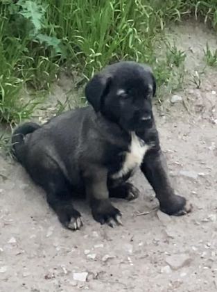 KANGAL KÖPEĞİMİZİ SAHİPLENDİRİYORUZ