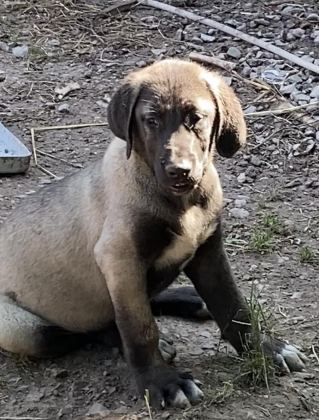 KÖPEĞİMİZİ SAHİPLENDİRİYORUZ
