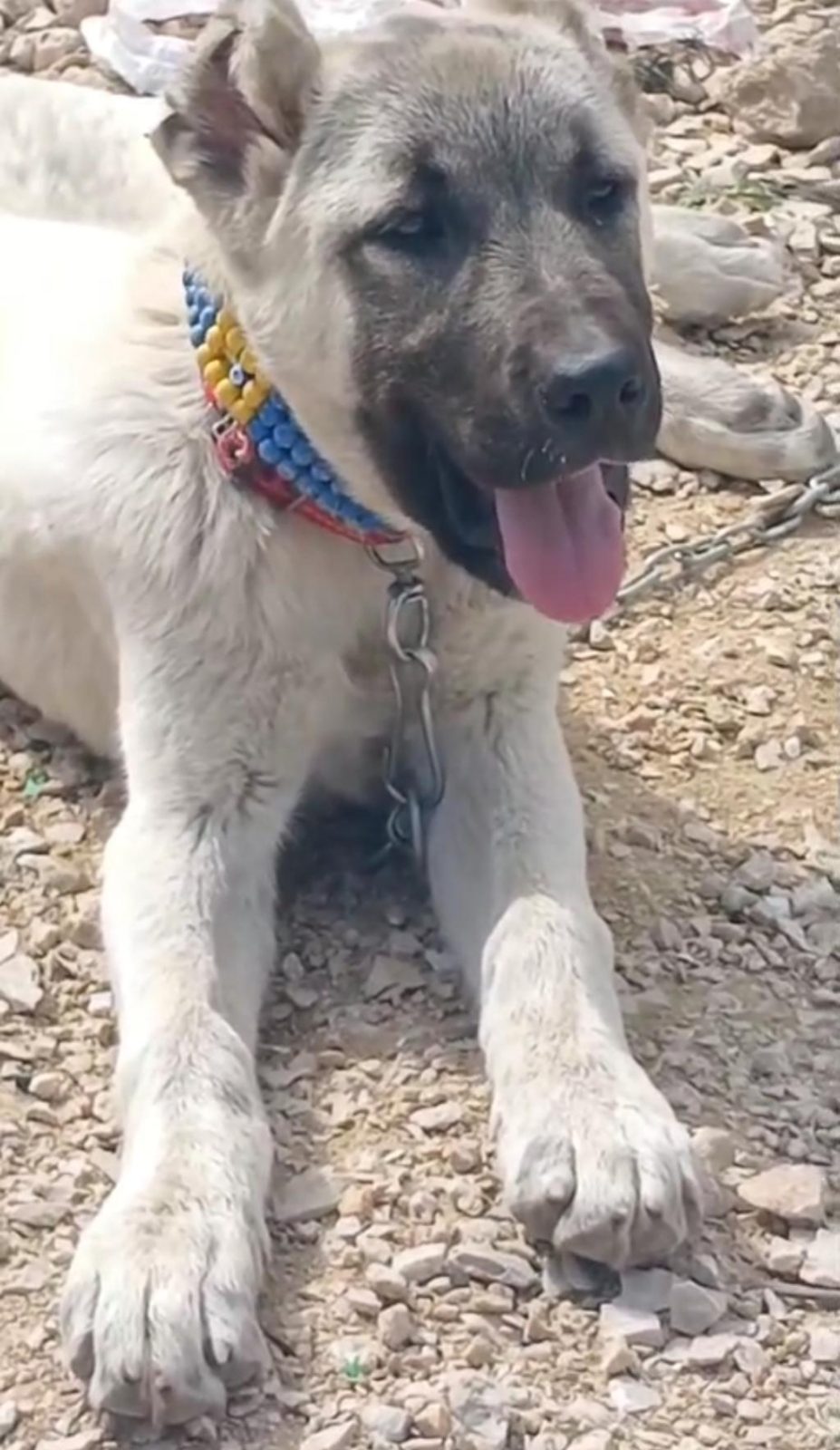ERKEK ANADOLU ÇOBAN KÖPEĞİ