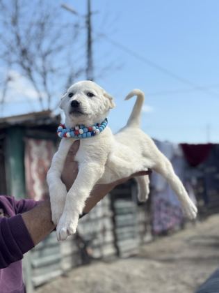 KANGAL VE ANADOLU ÇOBAN AKBAŞ