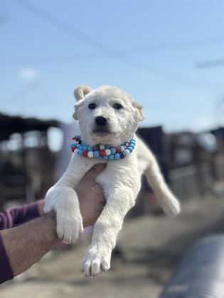 KANGAL VE ANADOLU ÇOBAN AKBAŞ