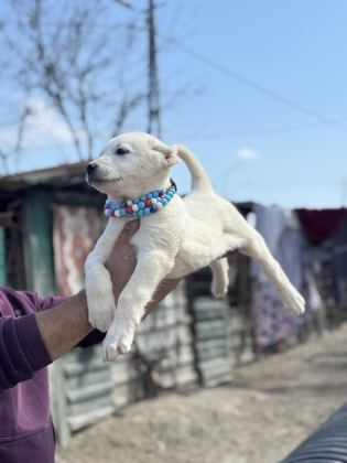 KANGAL VE ANADOLU ÇOBAN AKBAŞ