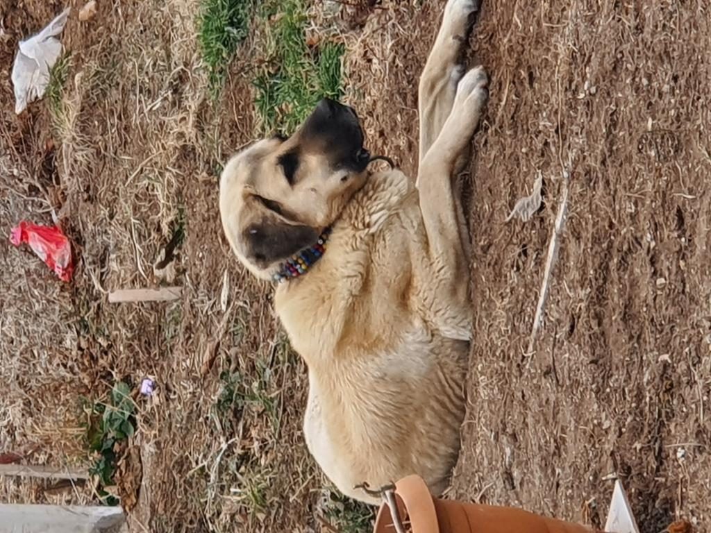 ÇOK UYSAL KÖPEKTİR İNSAN CANLISI 4 YAŞINDA ERKEK