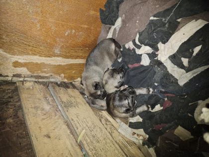 YENİ DOĞAN YAVRU KÖPEKLER UYGUN VERİLECEK