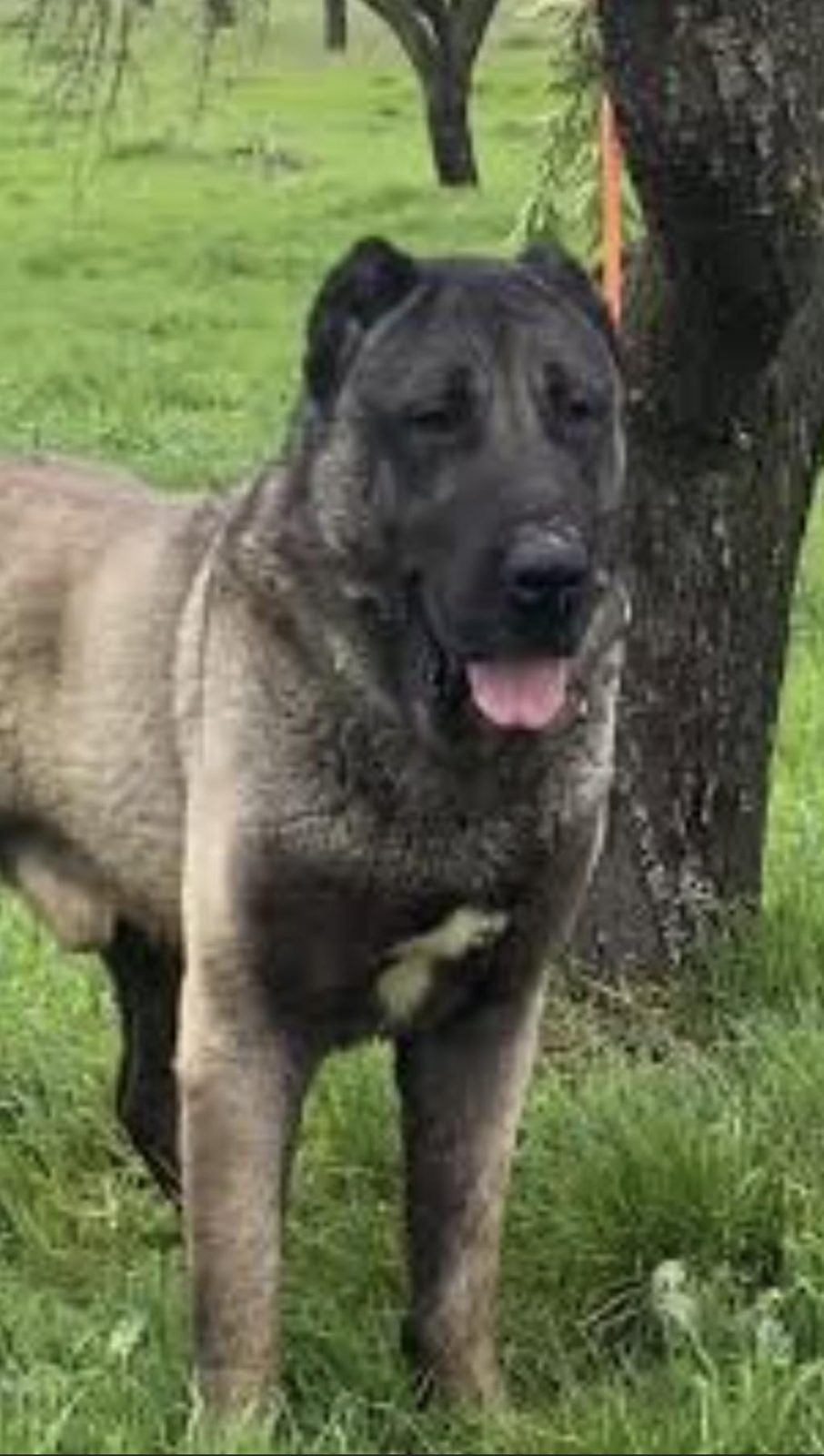 YENİ DOĞAN YAVRU KÖPEKLER UYGUN VERİLECEK