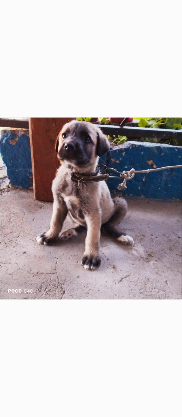 YAVRU KANGAL