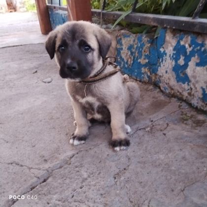 YAVRU KANGAL
