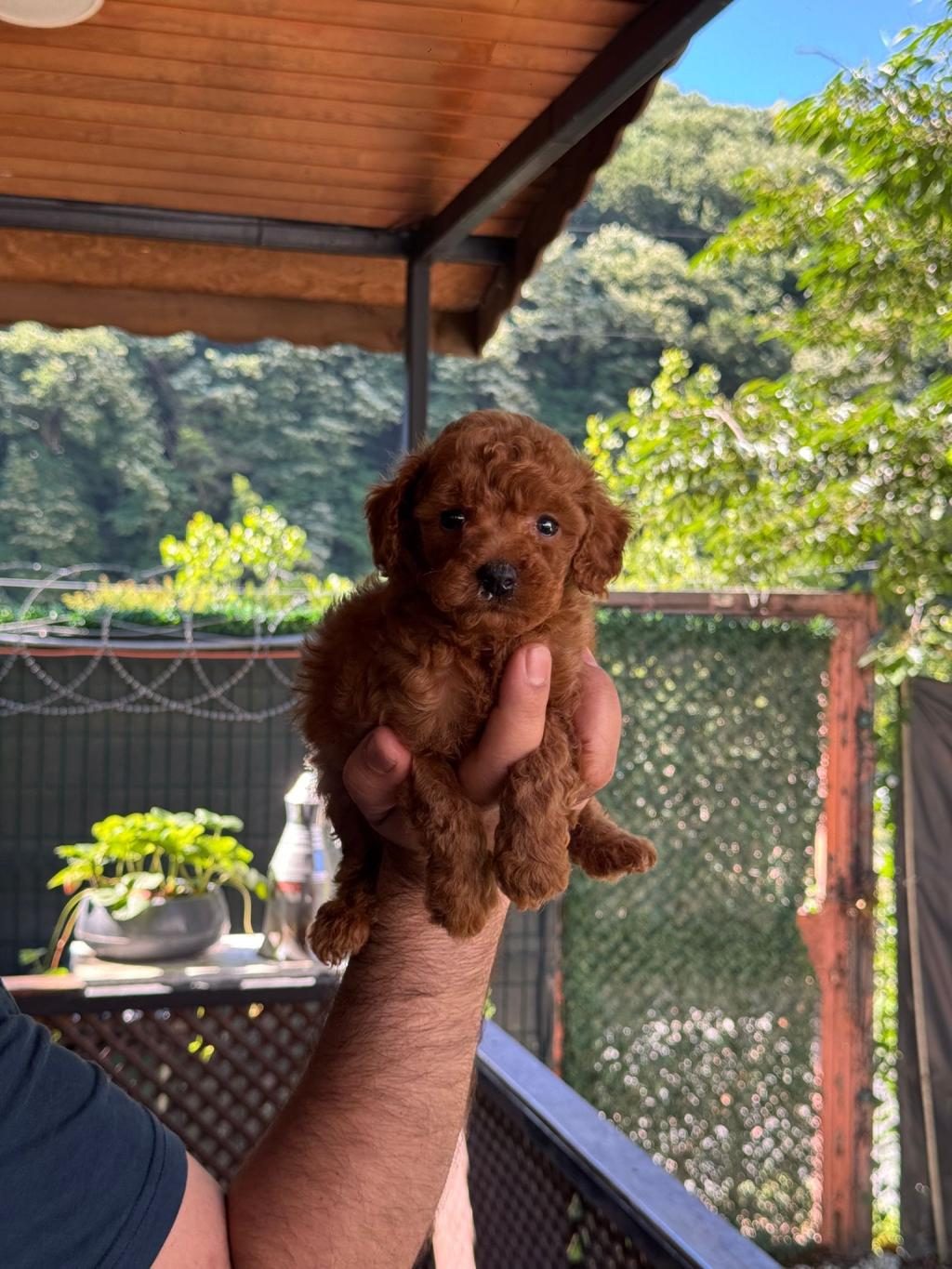 ORJİNAL TOY POODLE BEBEKLER