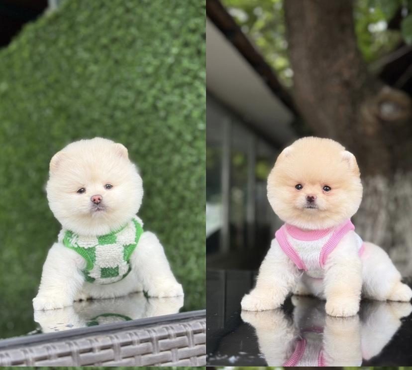 AYICIK SURAT POMERANİAN BOO BEBEKLER