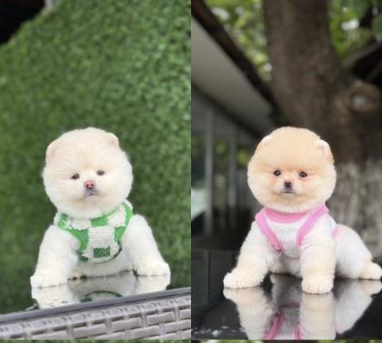 AYICIK SURAT POMERANİAN BOO BEBEKLER