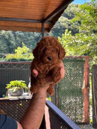 ORJİNAL TOY POODLE BEBEKLER
