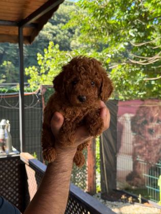ORJİNAL TOY POODLE BEBEKLER