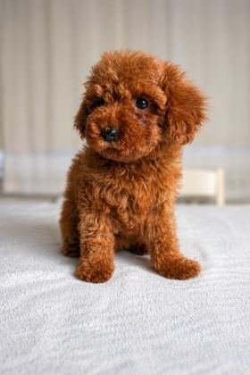 SAĞLIK GARANTİLİ DİŞİ RED BROWN TOY POODLE