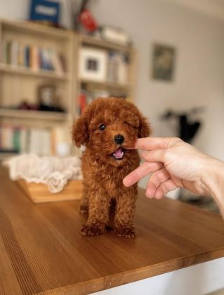 ORJİNAL RED BROWN TOY POODLE BEBEĞİMİZ