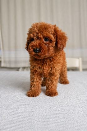 SAĞLIK GARANTİLİ DİŞİ RED BROWN TOY POODLE