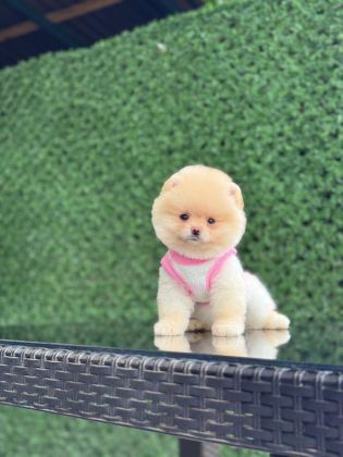 AYICIK SURAT POMERANİAN BOO BEBEKLER