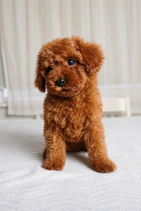 SAĞLIK GARANTİLİ DİŞİ RED BROWN TOY POODLE