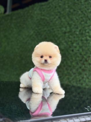 AYICIK SURAT POMERANİAN BOO BEBEKLER