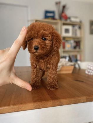 ORJİNAL RED BROWN TOY POODLE BEBEĞİMİZ