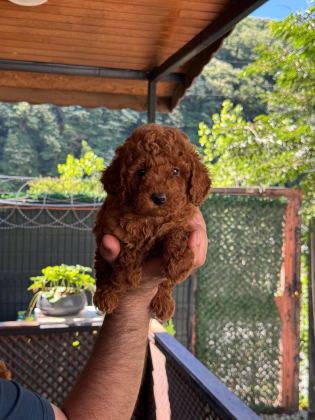 ORJİNAL TOY POODLE BEBEKLER