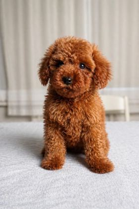 SAĞLIK GARANTİLİ DİŞİ RED BROWN TOY POODLE