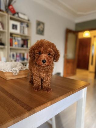 ORJİNAL RED BROWN TOY POODLE BEBEĞİMİZ