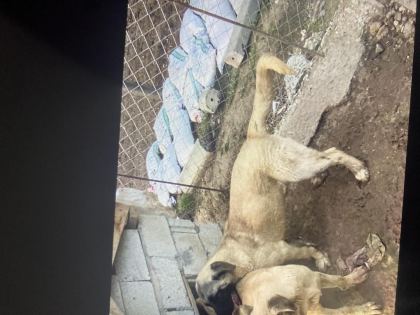 SATILIK KANGAL 6 AYLIK