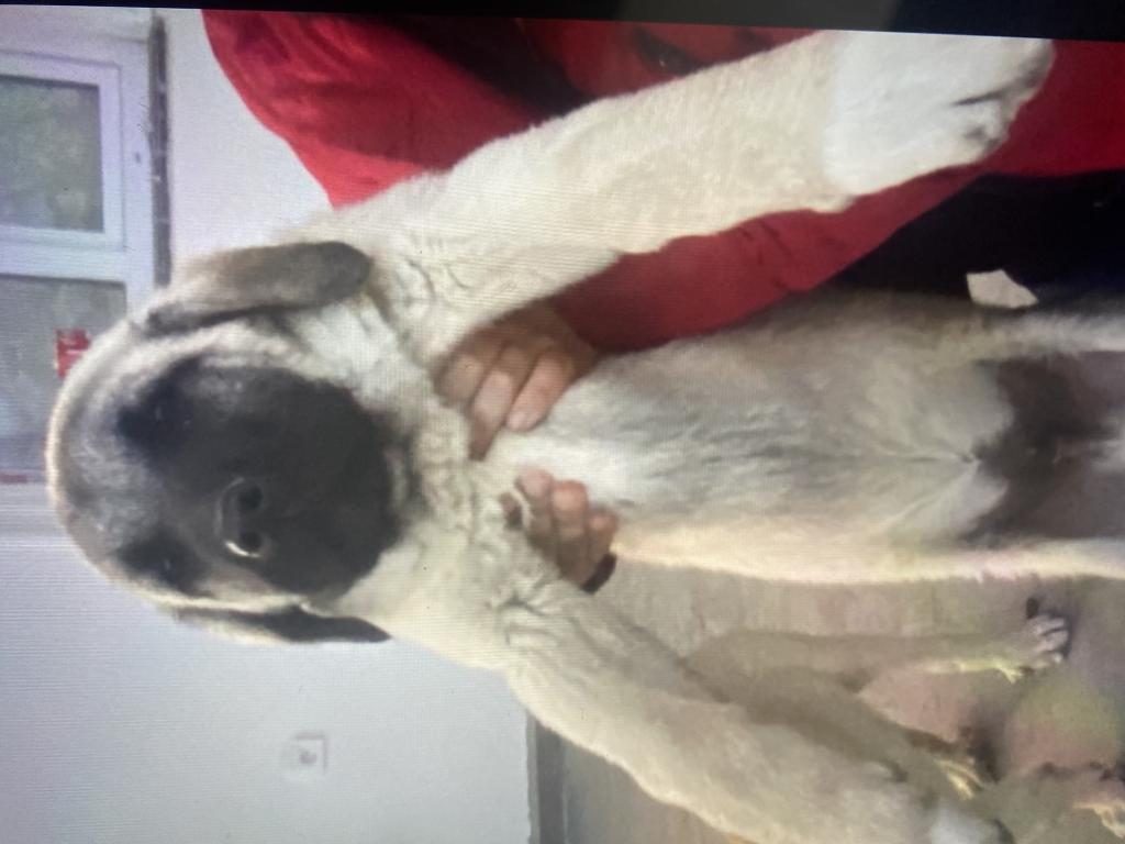 SATILIK KANGAL 6 AYLIK