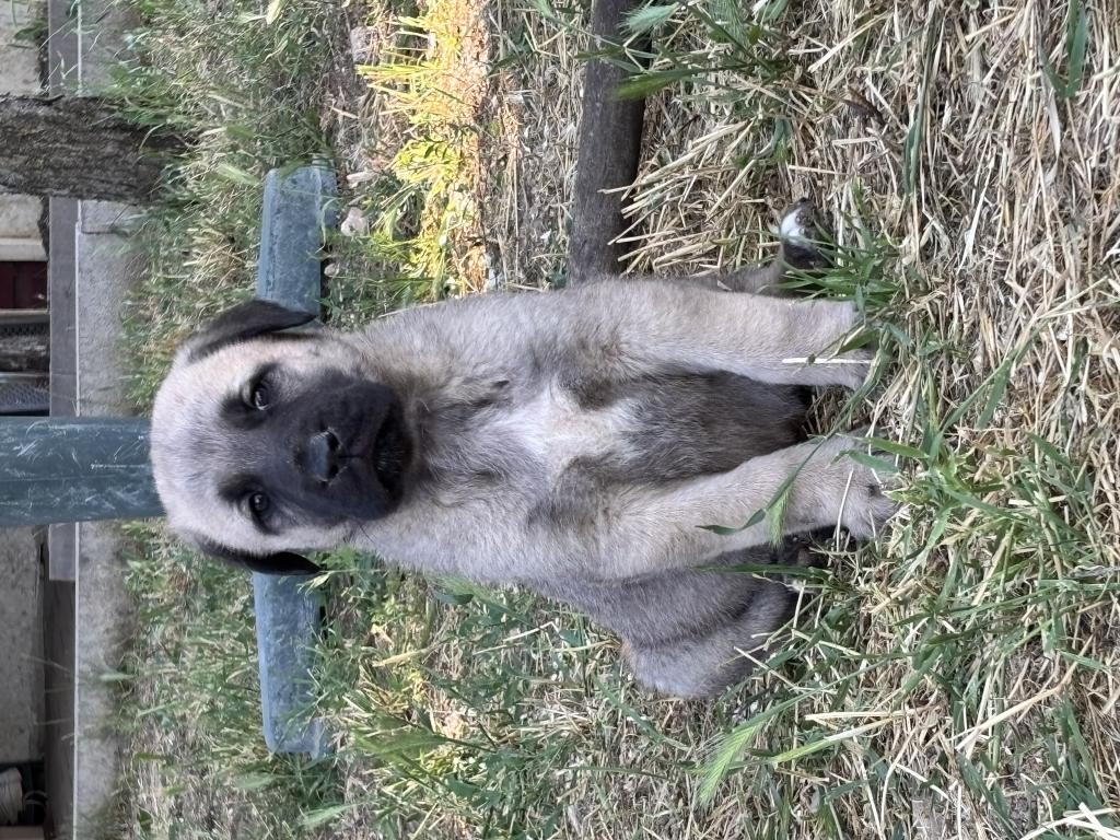 40 GÜNLÜK SAĞLIKLI YAVRU KÖPEKLER
