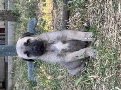 40 GÜNLÜK SAĞLIKLI YAVRU KÖPEKLER