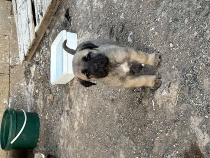 40 GÜNLÜK SAĞLIKLI YAVRU KÖPEKLER