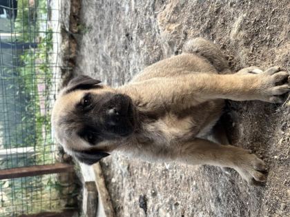 40 GÜNLÜK SAĞLIKLI YAVRU KÖPEKLER