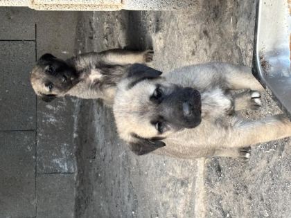 40 GÜNLÜK SAĞLIKLI YAVRU KÖPEKLER