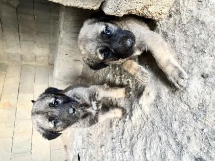 40 GÜNLÜK SAĞLIKLI YAVRU KÖPEKLER