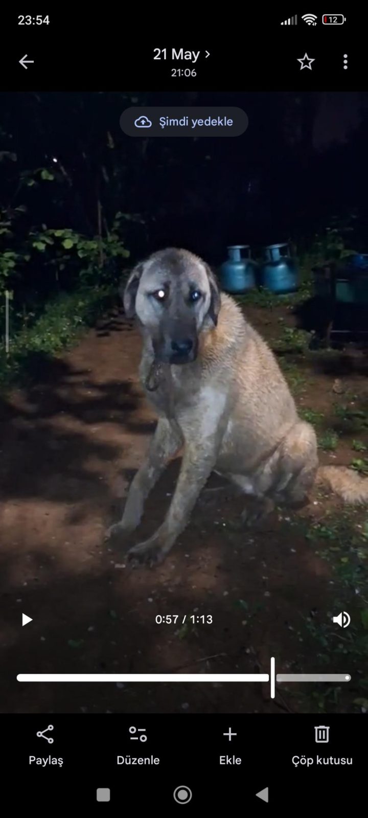 20 AYLIK DİŞİ KANGAL