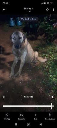 20 AYLIK DİŞİ KANGAL