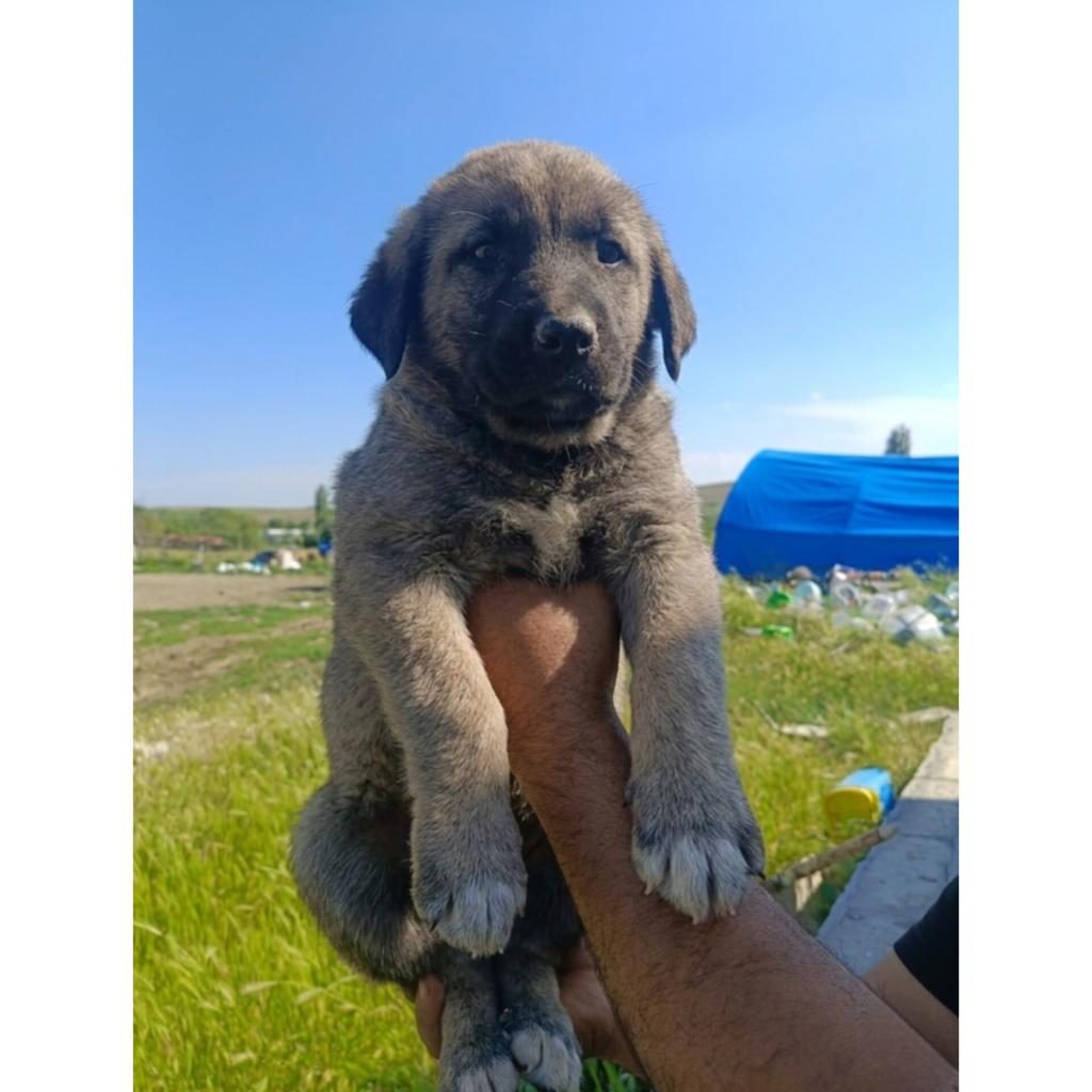 KANGAL YAVRULARI