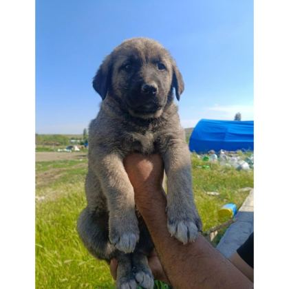 KANGAL YAVRULARI