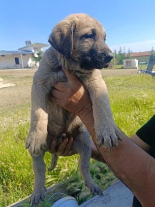KANGAL YAVRULARI