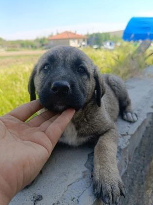 KANGAL YAVRULARI
