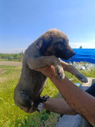 KANGAL YAVRULARI