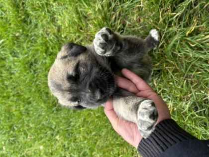 1.5 AYLIK SAFKAN SİVAS KANGAL