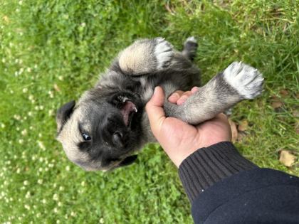 1.5 AYLIK SAFKAN SİVAS KANGAL